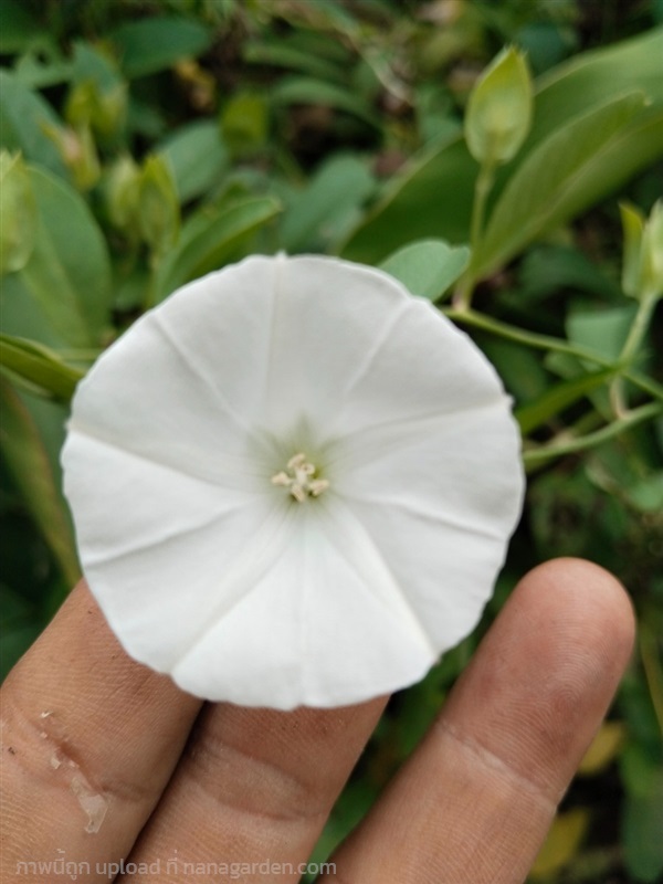 จิงจ้อขาวสกาวเดือน Aniseia martinicensis  | เมล็ดพันธุ์ดี เกษตรวิถีไทย - เมืองระยอง ระยอง