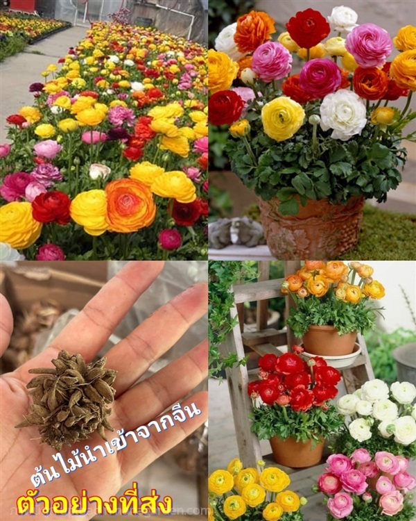 ดอกรานังคูลัส รานังคูลัส ลานังคูลัส Ranunculus flo | Shopping by lewat - เมืองมหาสารคาม มหาสารคาม