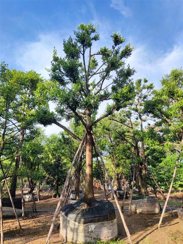 มั่งมี  | สวนเลิศทรัพย์ พันธุ์ไม้ - แก่งคอย สระบุรี