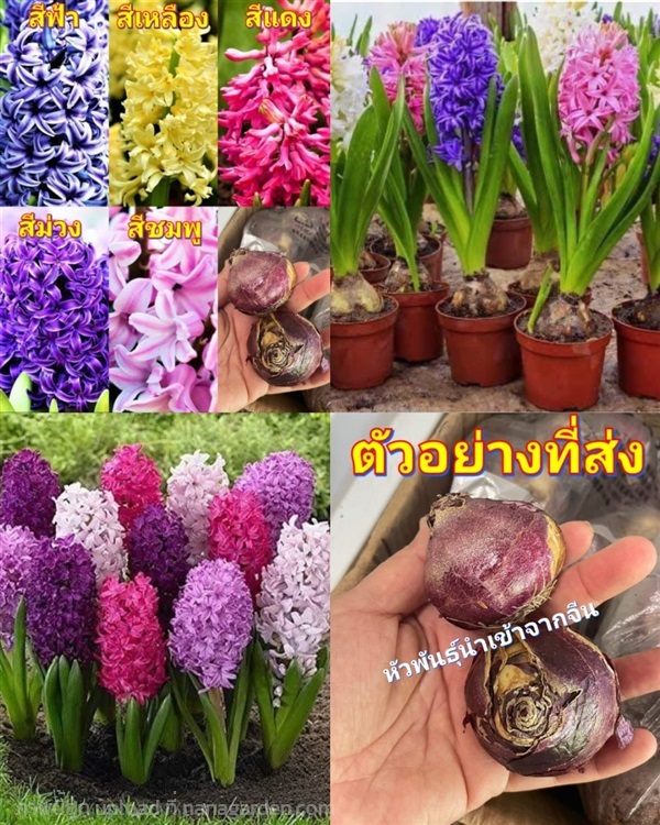 หัว มี5สีให้เลือกไฮยาซิน hyacinth หัวไฮยาซิน / ศรั | Shopping by lewat - เมืองมหาสารคาม มหาสารคาม