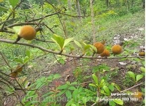 หนามแท่ง | kop gaden - พรานกระต่าย กำแพงเพชร