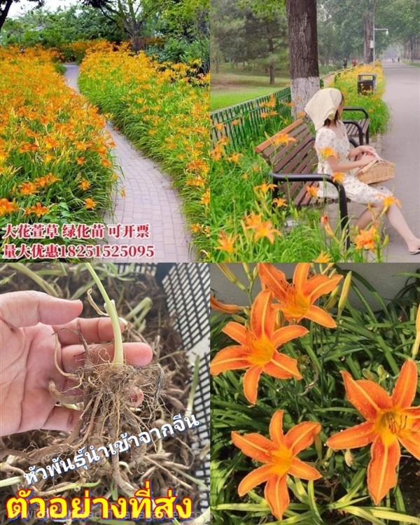 หัว ราก ดอกไม้จีน สีส้ม / ศรัณย์รักษ์ | Shopping by lewat - เมืองมหาสารคาม มหาสารคาม