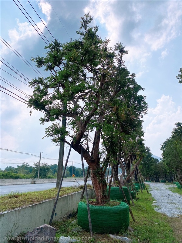 ต้นเสม็ดแดง | สวนพันเงิน พันทอง -  สระบุรี