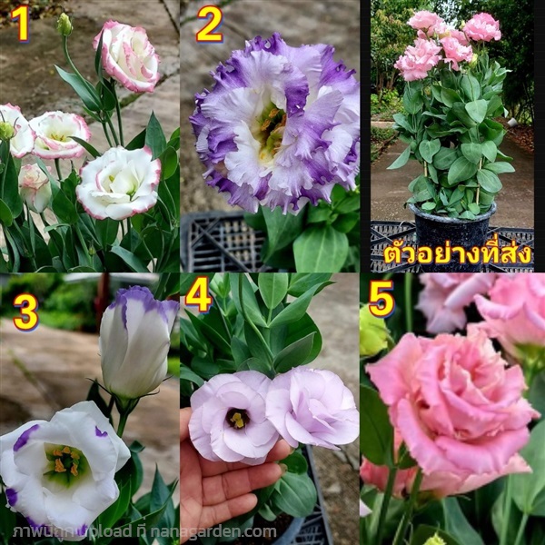 ไลเซนทัส Lisianthus หรือ ธิดาดอย กุหลาบไร้หนาม / P | Shopping by lewat - เมืองมหาสารคาม มหาสารคาม