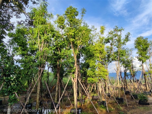 กระพี้จั่น | สวนเลิศทรัพย์ พันธุ์ไม้ - แก่งคอย สระบุรี