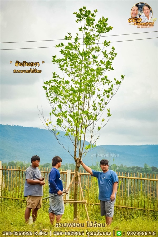 กันเกรา 3 นิ้ว | สวนพยอมไม้ล้อม จำหน่ายไม้ขุดล้อมขนาดเล็ก,ขนาดใหญ่ - เมืองนครนายก นครนายก