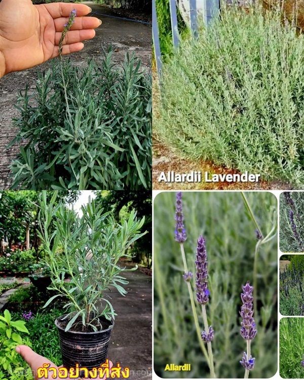 ต้นลาเวนเดอร์ Allardii Lavender  ลาเวนเดอร์ อัลลาร | Shopping by lewat - เมืองมหาสารคาม มหาสารคาม