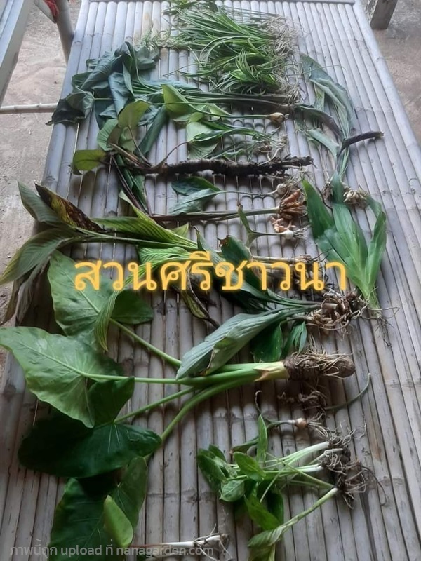 มวลสารว่าน108 แท้100% ครบ108 ชนิดแน่นอน  | สวนศรีชาวนา - เมืองปราจีนบุรี ปราจีนบุรี