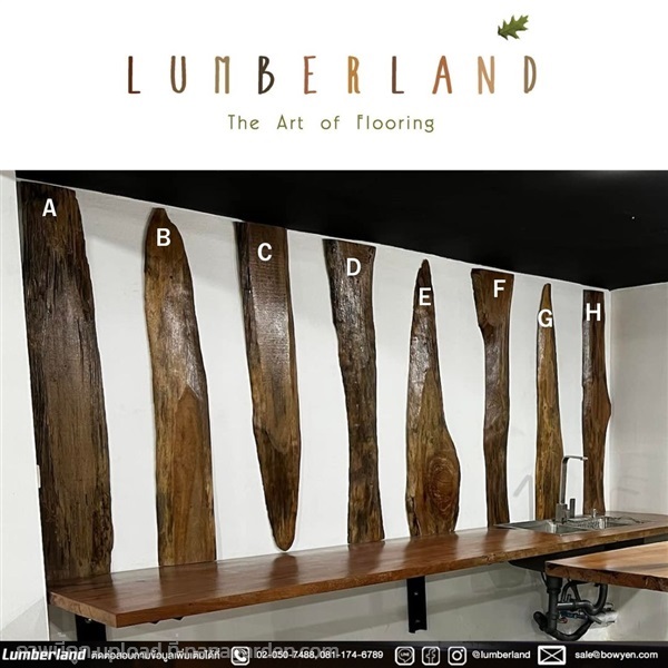 Lumberland : แผ่นไม้ยางนาตกแต่งผนังเคลือบคละแบบ | Lumberland - คลองหลวง ปทุมธานี