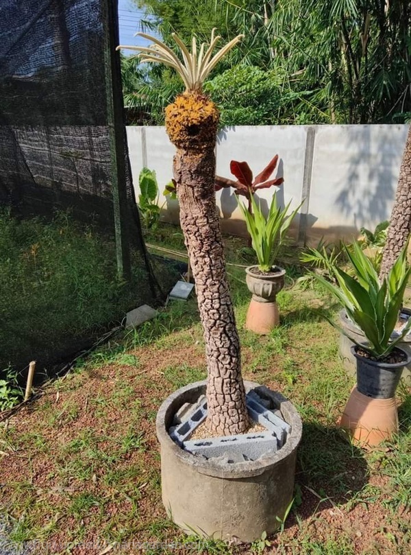 Cycas siamensis silver ปรงใบเงิน | สวนศรีชาวนา - เมืองปราจีนบุรี ปราจีนบุรี