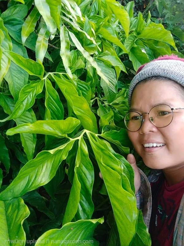 เงินไหลมา (ชื่อวิทยาศาสตร์: Syngonium podophyllum) | เมล็ดพันธุ์ดี เกษตรวิถีไทย - เมืองระยอง ระยอง