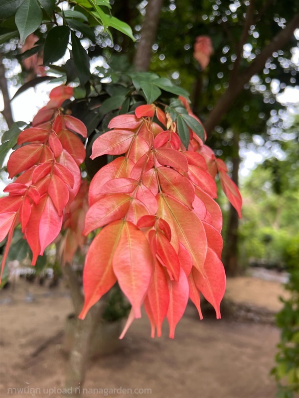 โสกแคระ Cynometra mannii | สวนบ้านเมย์ - เมืองราชบุรี ราชบุรี