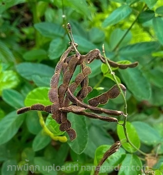 เดสโมเดียม อินคานัม  Desmodium incanum  เหาขอทาน  | เมล็ดพันธุ์ดี เกษตรวิถีไทย - เมืองระยอง ระยอง