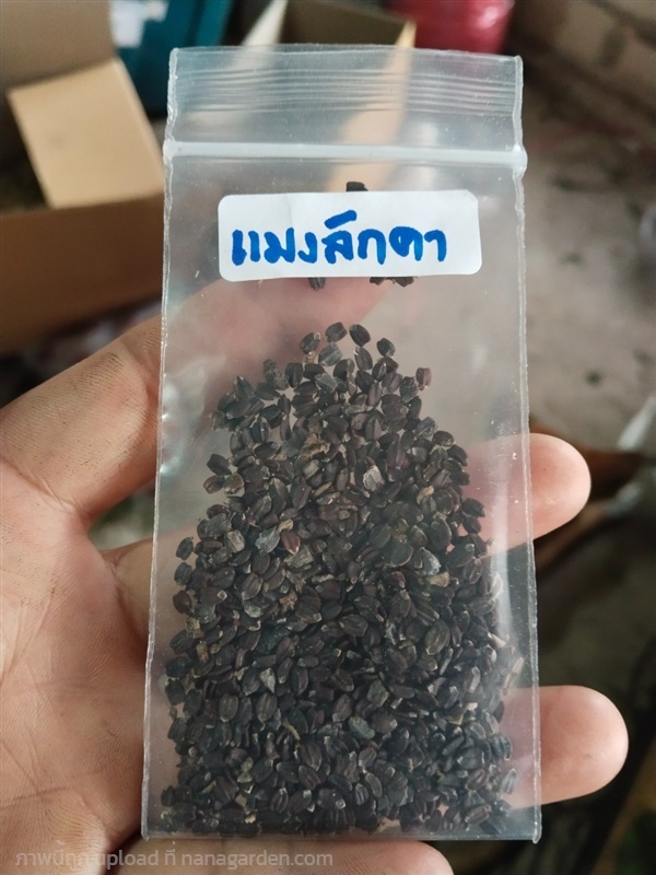 แมงลักคา แมงลักป่า อีตู่ผี ขายเมล็ดพันธุ์สำหรับเพา | เมล็ดพันธุ์ดี เกษตรวิถีไทย - เมืองระยอง ระยอง