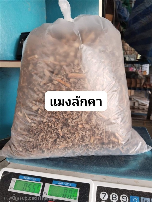 แมงลักคา แมงลักป่า อีตู่ผี ขายทั้งต้นตากแห้ง | เมล็ดพันธุ์ดี เกษตรวิถีไทย - เมืองระยอง ระยอง