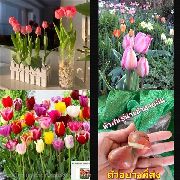 (1หัว) หัว ทิวลิป หัวทิวลิป (ลุ้นสี) tulip / ศรัณย | Shopping by lewat - เมืองมหาสารคาม มหาสารคาม