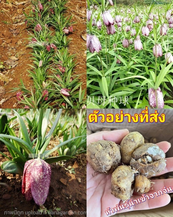 หัว ดอกมงกุฎจักรพรรดิ Fritillaria มงกุฎจักรพรรดิ ด | Shopping by lewat - เมืองมหาสารคาม มหาสารคาม