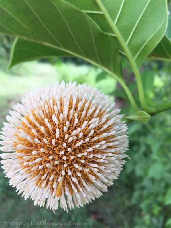 ตะกู กระทุ่ม ขายเมล็ดพันธุ์ | เมล็ดพันธุ์ดี เกษตรวิถีไทย - เมืองระยอง ระยอง