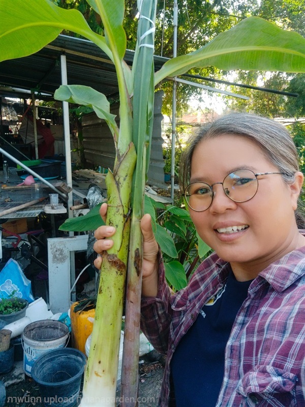 ต้นกล้วยต้นอ้อย ที่ใช้ในงานพิธีมงคลต่างๆ | เมล็ดพันธุ์ดี เกษตรวิถีไทย - เมืองระยอง ระยอง