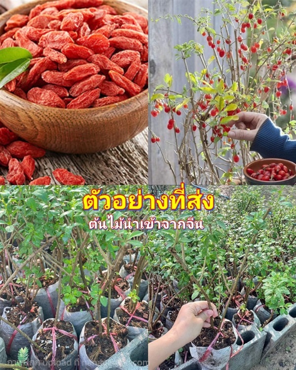 ต้น เก๋ากี้ ใบเล็ก โกจิ เบอร์รี่ Goji Berry / ศรัณ | Shopping by lewat - เมืองมหาสารคาม มหาสารคาม