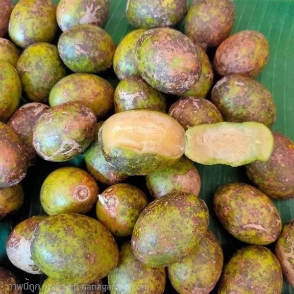 มะกอกป่า ขายเมล็ดพันธุ์/ต้นกล้า | เมล็ดพันธุ์ดี เกษตรวิถีไทย - เมืองระยอง ระยอง