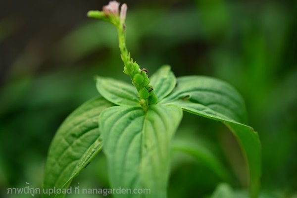 Spigelia anthelmia L. หญ้ายอดหนอน  | เมล็ดพันธุ์ดี เกษตรวิถีไทย - เมืองระยอง ระยอง