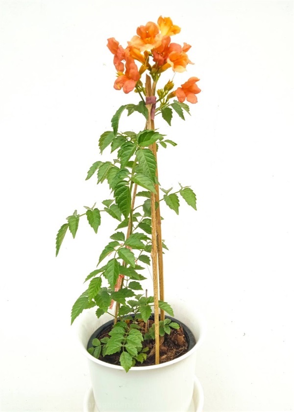 มธุรดา Chinese trumpet creeper | Alungkarn - เมืองราชบุรี ราชบุรี