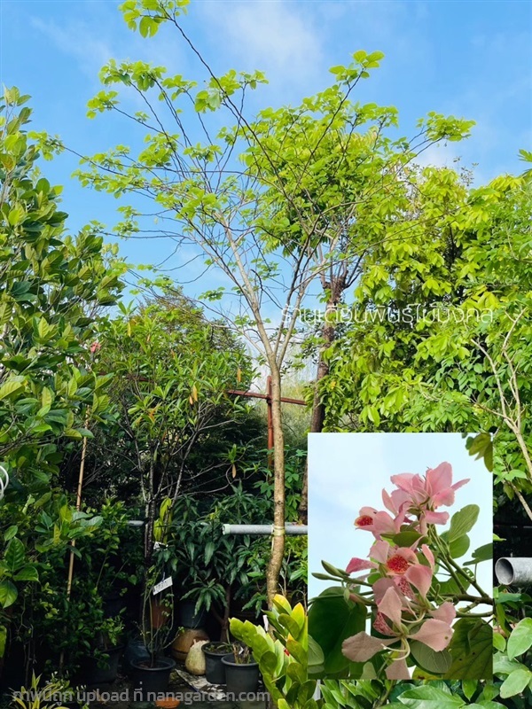 ต้นชงโคเปอร์เซีย | เดือนพันธุ์ไม้มงคล - บางใหญ่ นนทบุรี