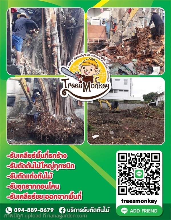 รับตัดต้นไม้เคลียร์พื้นที่ | Treesmonkey - คันนายาว กรุงเทพมหานคร