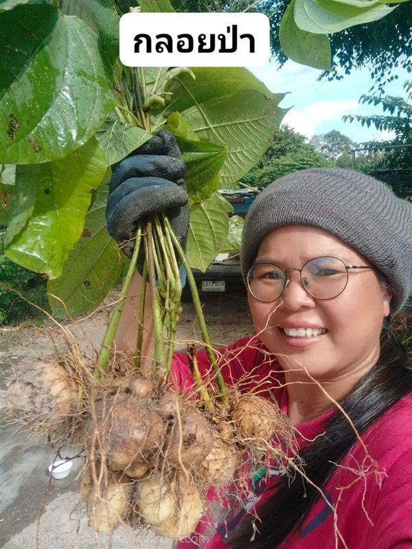 กลอยป่า ขายต้นพันธุ์สำหรับปลูก | เมล็ดพันธุ์ดี เกษตรวิถีไทย - เมืองระยอง ระยอง