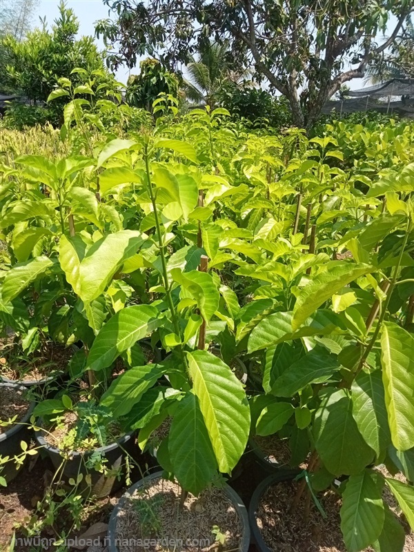 ชมนาด | นพดล พันธุ์ไม้ - เมืองปราจีนบุรี ปราจีนบุรี