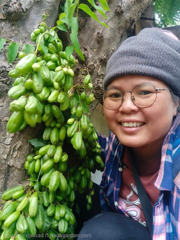 ตะลิงปลิง ขายเมล็ดพันธุ์/ต้นกล้า/ผลสด/ใบสด | เมล็ดพันธุ์ดี เกษตรวิถีไทย - เมืองระยอง ระยอง