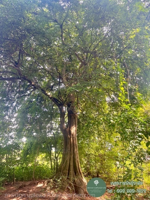 ต้นแจง ฟอร์มสวย ต้นใหญ่ | เพชรงามพันธุ์ปาล์ม -  กาญจนบุรี