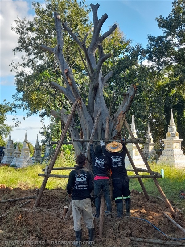 ล้อมต้นโพธิ์ ไปถวายวัด | ดูดีการ์เด้นโฮม - บางบัวทอง นนทบุรี