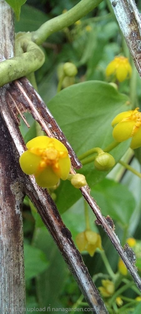 เครือเขาขมน้อย Heterostemma siamicum Craib  | เมล็ดพันธุ์ดี เกษตรวิถีไทย - เมืองระยอง ระยอง