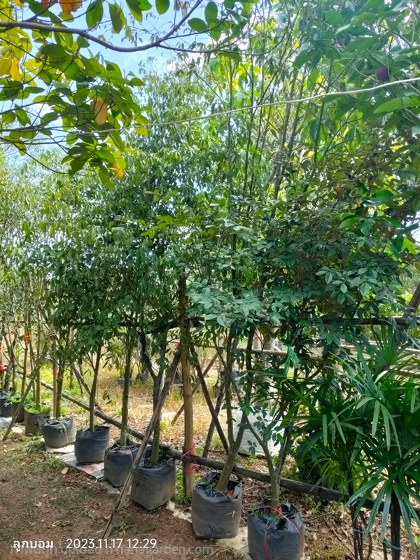 ต้นรวงผึ้ง หน้า2 | สวนป้านิตย์ ปราจีนบุรี - เมืองปราจีนบุรี ปราจีนบุรี