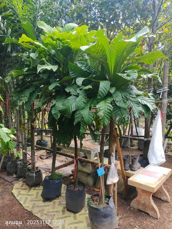 จิกเศรษฐี 2"  | สวนป้านิตย์ ปราจีนบุรี - เมืองปราจีนบุรี ปราจีนบุรี