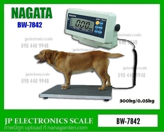 เครื่องชั่งน้ำหนักสัตว์ 300kg NAGATA รุ่น BW-7842 | หจก.เอส.พี.เจ.อิเล็กทรอนิกส์ สเกล - บ้านไผ่ ขอนแก่น
