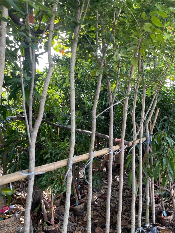 ต้นพยุง | บุญช่วย  พันธุ์ไม้ - สามโคก ปทุมธานี