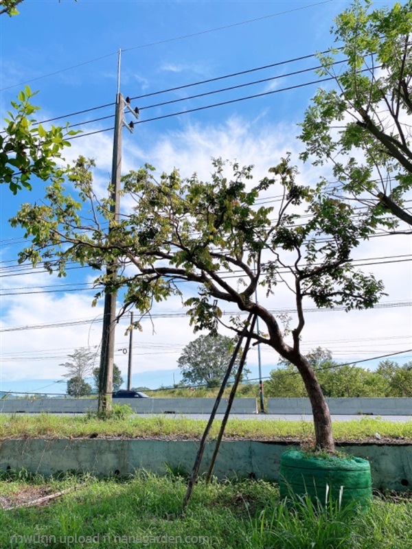 เสม็ดแดงลีลา | สวนพันเงิน พันทอง -  สระบุรี