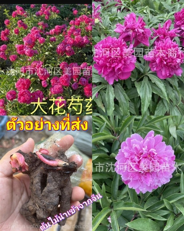 (1เหง้า) เหง้า หัว โบตั๋น Paeonia peony / ศรัญลักษ | Shopping by lewat - เมืองมหาสารคาม มหาสารคาม