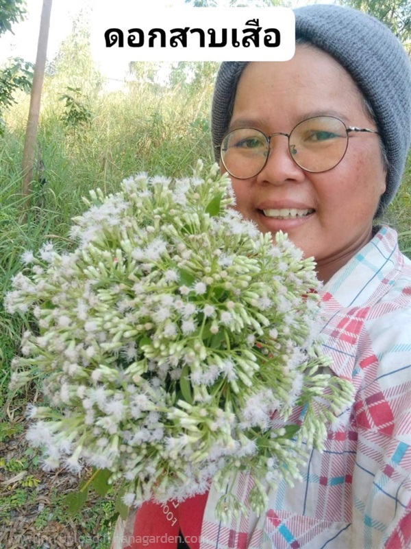 ดอกสาบเสือ ขายดอกสด/ดอกตากแห้ง | เมล็ดพันธุ์ดี เกษตรวิถีไทย - เมืองระยอง ระยอง