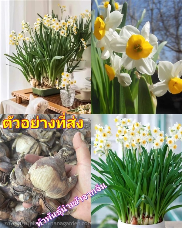 (1หัว) ดอก แดฟโฟดิล Daffodil นาร์ซิสซัส Narcissusื | Shopping by lewat - เมืองมหาสารคาม มหาสารคาม