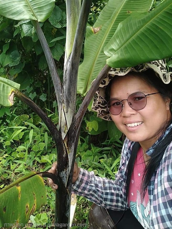 กล้วยดำอินโด กล้วยตานีดำ ขายหน่อปลูก | เมล็ดพันธุ์ดี เกษตรวิถีไทย - เมืองระยอง ระยอง