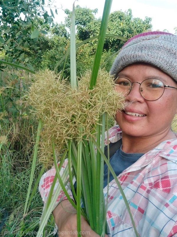 กกตะกรับ กกสามเหลี่ยมเล็ก หญ้าตะกรับ ขายเมล็ดพันธุ | เมล็ดพันธุ์ดี เกษตรวิถีไทย - เมืองระยอง ระยอง