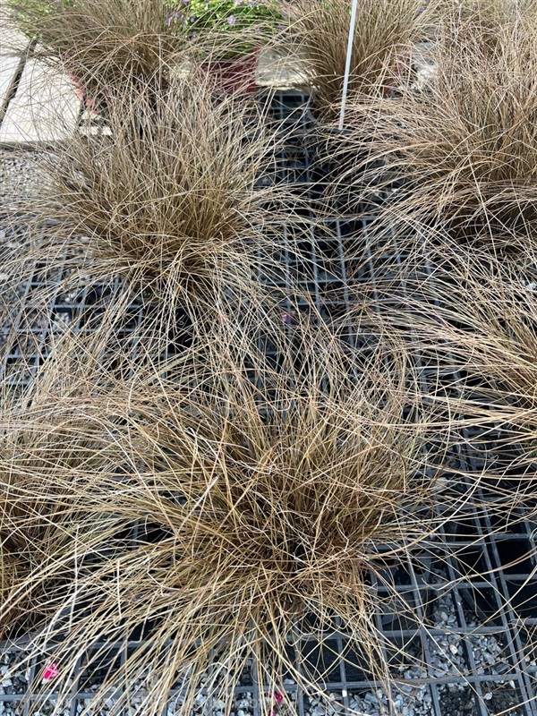 หญ้าสีน้ำตาล Carex Comans (New Zealand Sedge) | Alungkarn - เมืองราชบุรี ราชบุรี