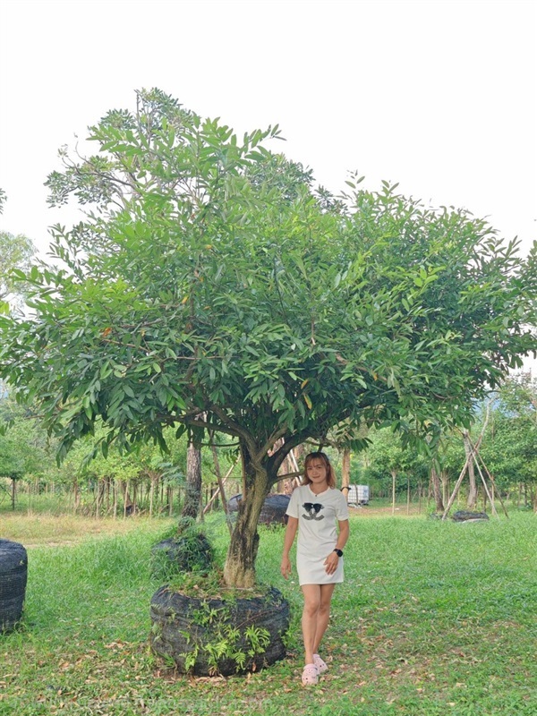 ชุมแสง? ทรงดอกเห็ดบอนไซ? น่ารัก | สวนแม่แหวน ตลาดต้นไม้ผึ้งรวงสระบุรี -  สระบุรี