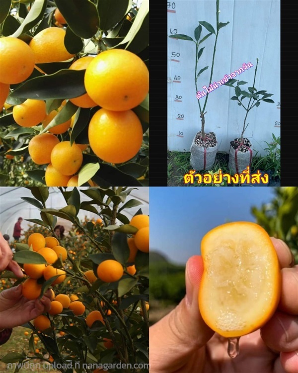 ต้น ส้มคัมควอทน้ำผึ้ง ส้มคัมควอท ส้มคัมควัท น้ำผึ้ | Shopping by lewat - เมืองมหาสารคาม มหาสารคาม