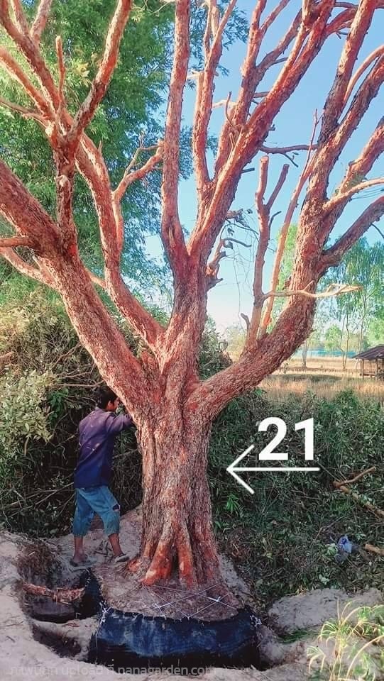 ต้นเสม็ดแดง หน้า21 ลีลา | สวนศิลป์ พันธุ์ไม้ล้อม - ธาตุพนม นครพนม
