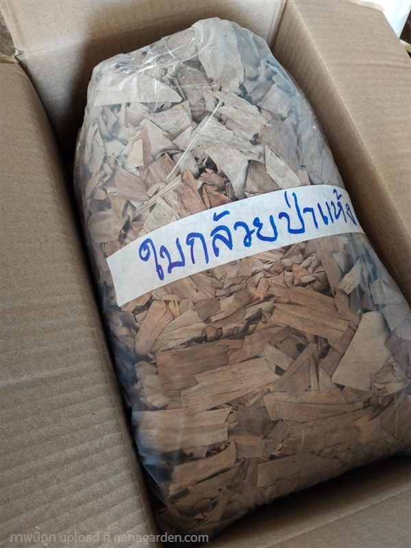 กล้วยป่า กล้วยเถื่อน ขายใบสด ใบตากแห้ง | เมล็ดพันธุ์ดี เกษตรวิถีไทย - เมืองระยอง ระยอง